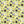 Hazel Floral - PLDM2311