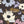 Hazel Floral - PLDM2311