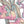 Island Lily - PLFZ7520
