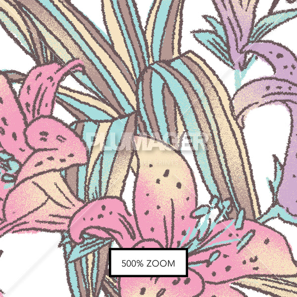 Island Lily - PLFZ7520