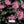 Celery Fleur - PLFZ7521