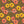 Calliope Floral - PLNN4180