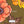 Calliope Floral - PLNN4180