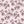 Briar Rose - PLNN4181