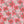 Magnolia Melody - PLNN4188