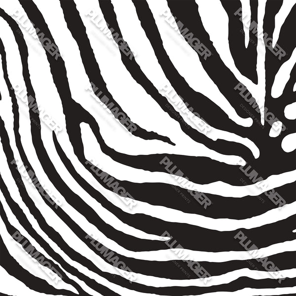 Zebra Zen - PLOL0010