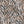 Zebra Zing - PLOL0014