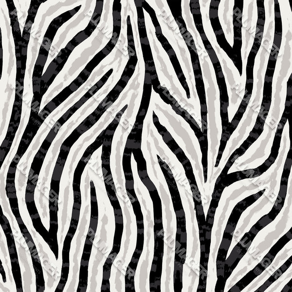 Zimbabwe Zebra - PLOL0015