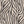 Zimbabwe Zebra - PLOL0015