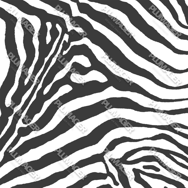 Gala Zebra - PLOL0021