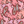 PLOL0067