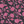 PLOL0072