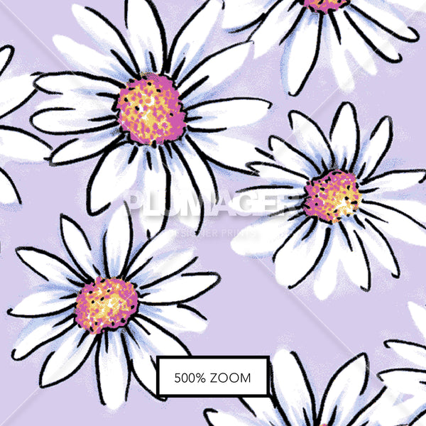PLDM2017-MayDaisy - Zoomview 