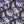 PLDM2026-PansyYouLater - Colorway 3