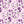 PLDM2026-PansyYouLater - Colorway 2