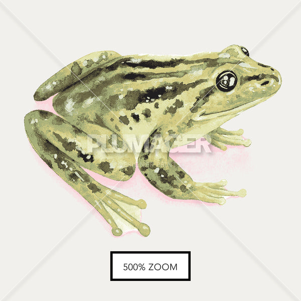 Total Bullfrog - Swatches 6