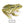 Total Bullfrog - Layered