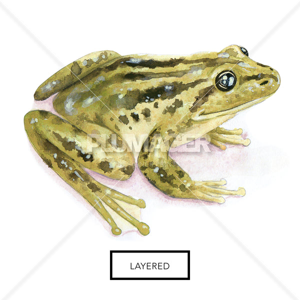 Total Bullfrog - Layered