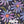 PLDM2188-SiezeTheDaisy - Zoomview