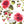 PLDM2257-RoseExplosion - Zoomview