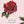 PLDM2275-RosesAreRed - Zoomview
