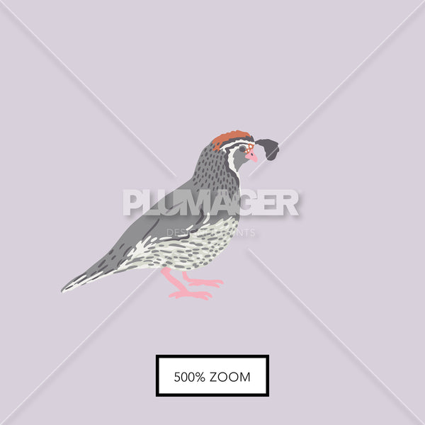 Quincy Quail - Swatches 6 zoom view