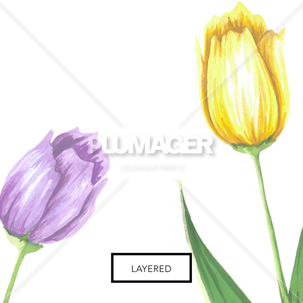 Tulip Tango - PLNN4168